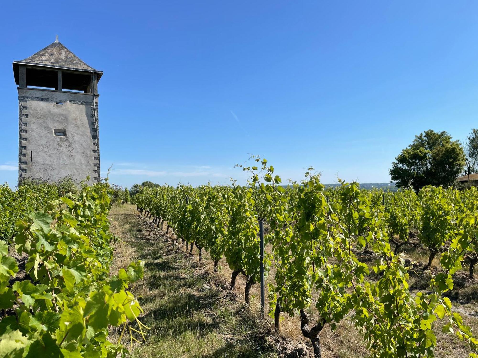 Maison Des Coteaux Blancs Chaudefonds-sur-Layon エクステリア 写真
